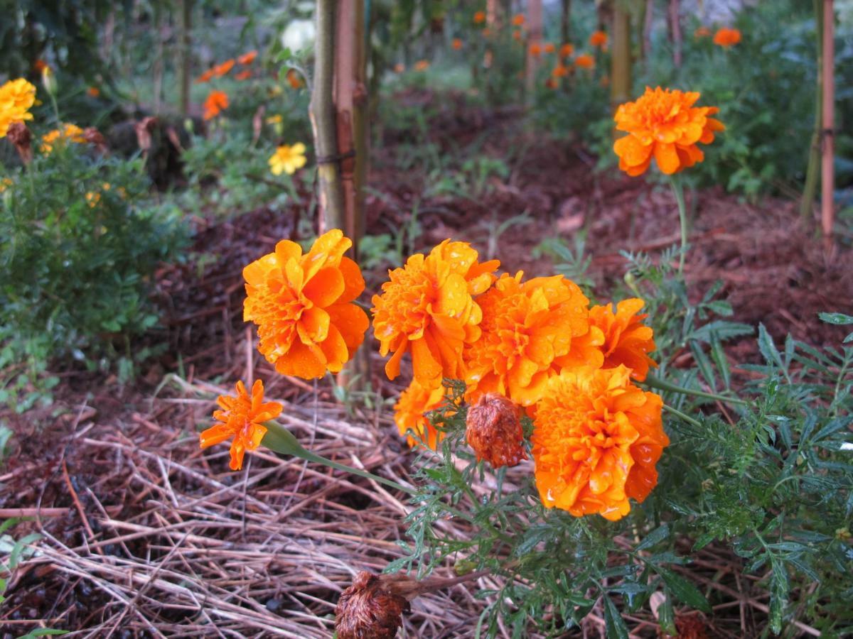 Cottage Poppy Tursac Luaran gambar